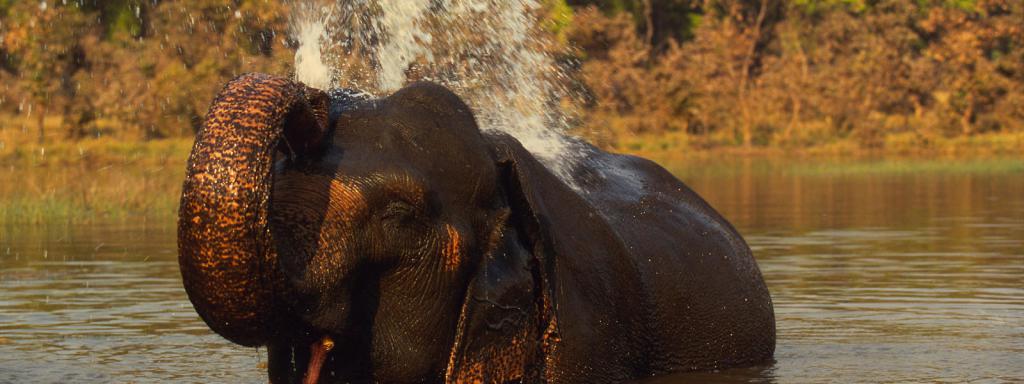 Удивительные слоны   где живут и какие секреты хранят