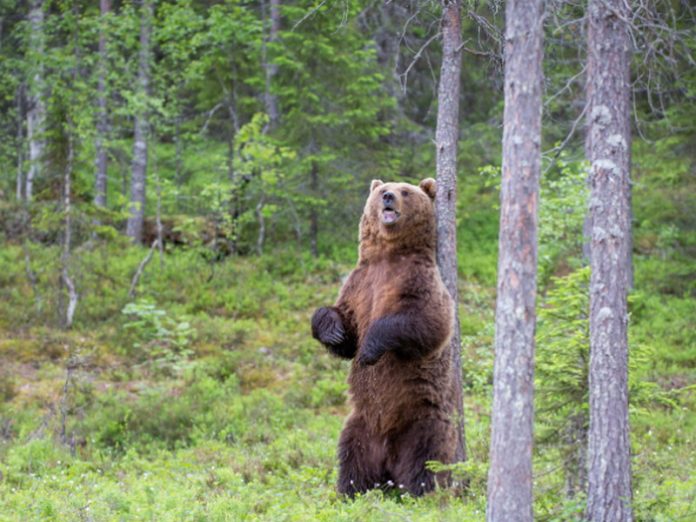 Мужик заблудился в лесу, навстречу ему медведь… Итог их встречи — это НЕЧТО!