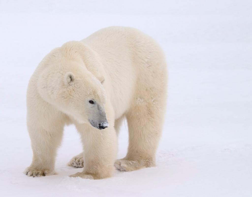 27 февраля Международный День полярного медведя