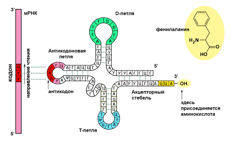 На каком рисунке представлена схема строения вещества которое доставляет аминокислоты к рибосоме