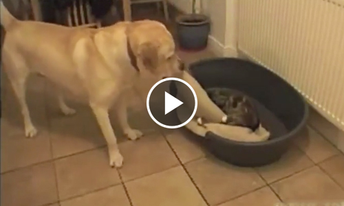 Кошачий беспредел: как собаки реагируют на то, что их место отбирает...