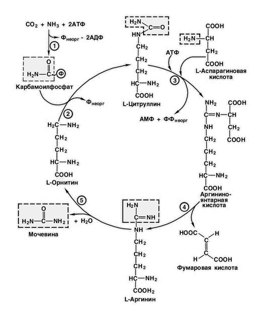 Цикл синтеза. Реакции орнитинового цикла схема. Орнитиновый цикл биохимия. Схема орнитинового цикла синтеза мочевины. Схема синтеза мочевины орнитиновый цикл.