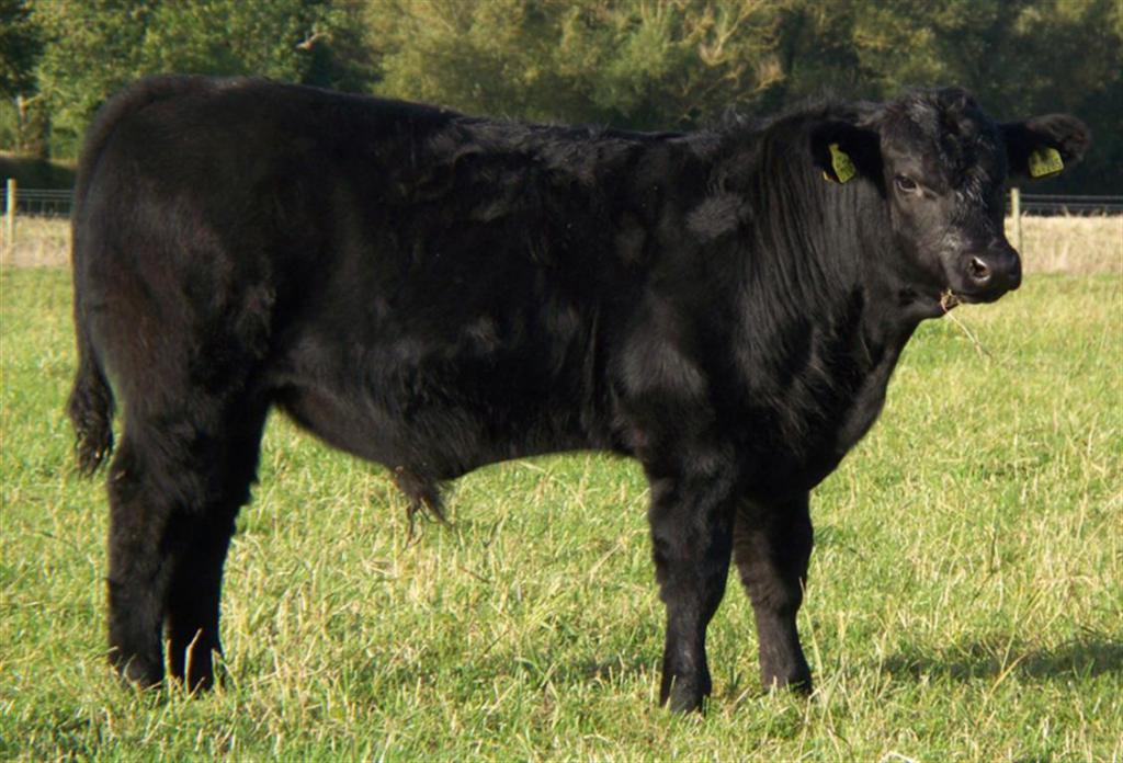 Абердин ангусская порода коров: описание, достоинства и недостатки