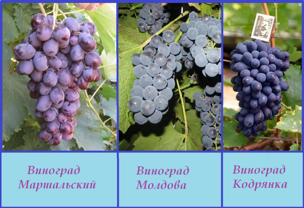 Виноград Кодрянка: описание сорта, характеристика, особенности выращивания, отзывы