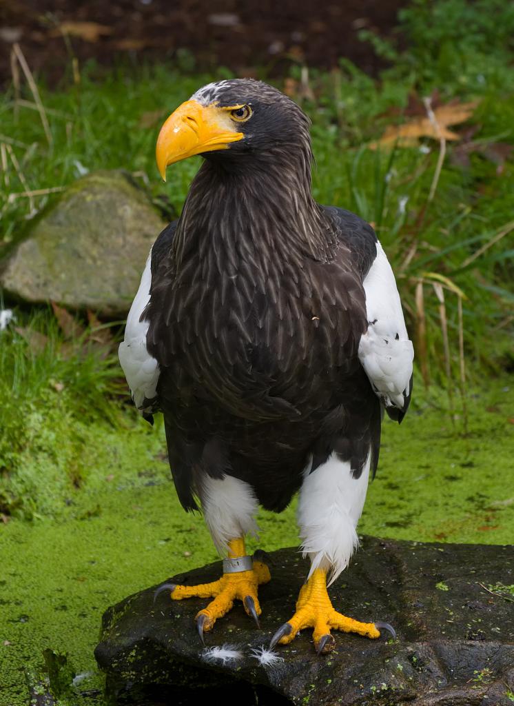 Белоплечий орлан: описание, среда обитания и интересные факты