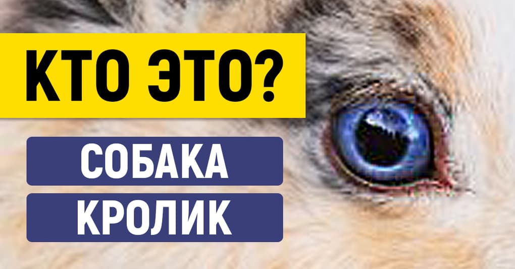 Тест: Сможете ли вы узнать животное по глазам?