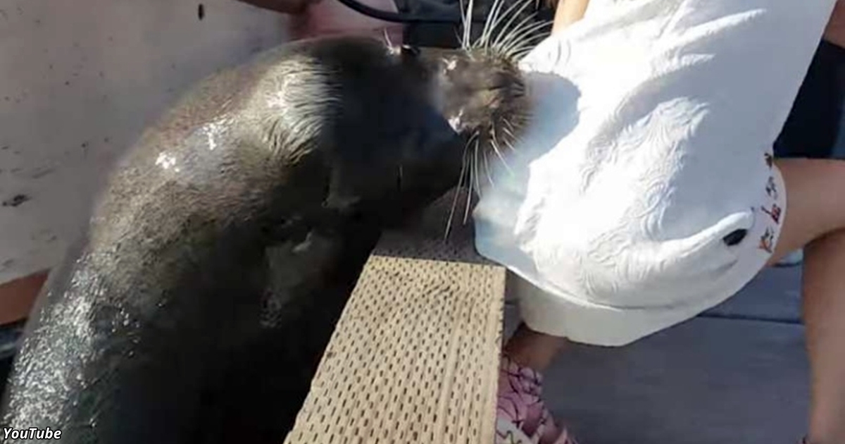 Смотрите, как морской лев украл девочку и затащил ее в воду! 