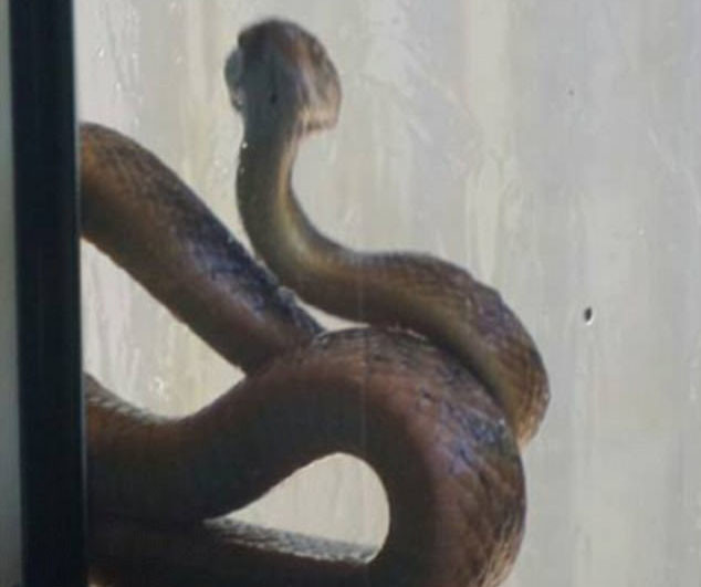 Змееловы вытаскивают десятки опасных змей из домов австралийцев после циклона