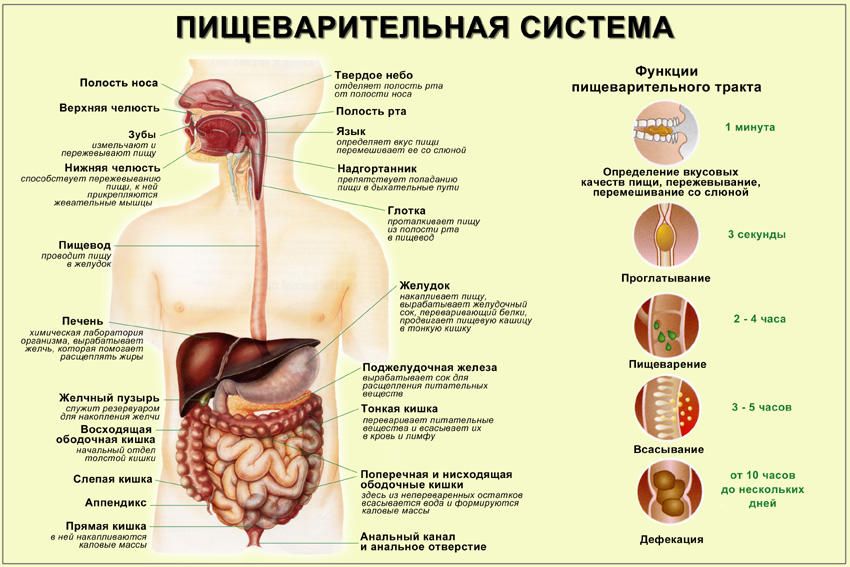 Дефекация   что это такое?