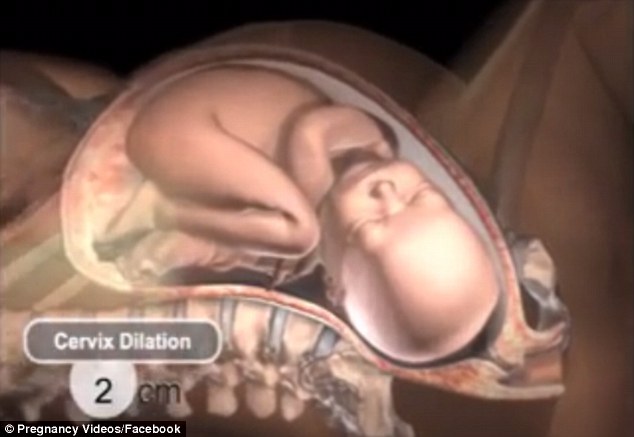 Эта удивительные картинки подробно показывают, что происходит в женском теле во время родов