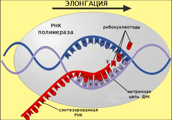 Биосинтез днк схема ферменты